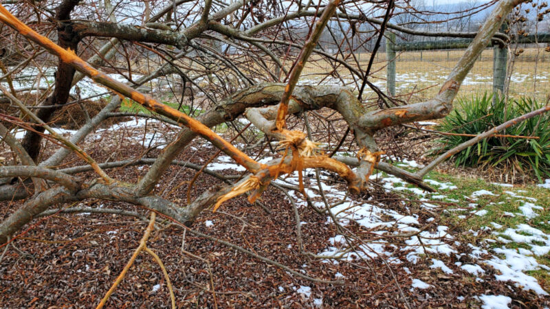Knowledgeable pruning